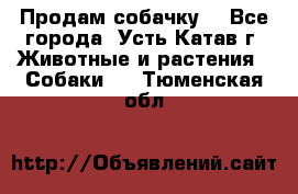 Продам собачку  - Все города, Усть-Катав г. Животные и растения » Собаки   . Тюменская обл.